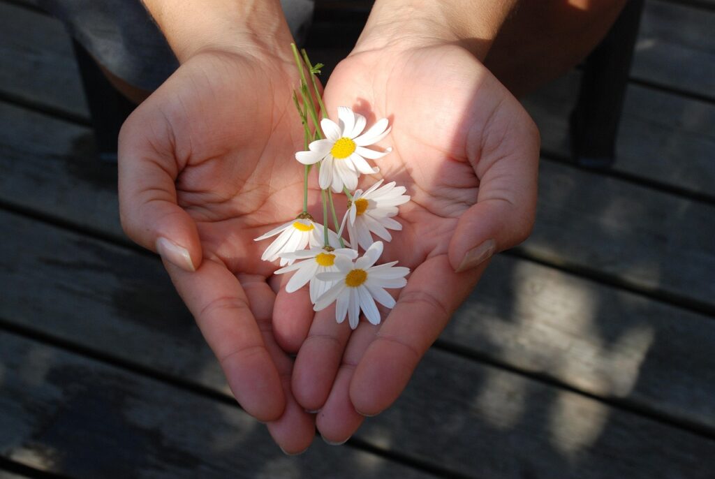 flower, hands, giving, give, gift, take, beautiful flowers, nature, giving, giving, giving, giving, giving, give, flower wallpaper, flower background, give, give