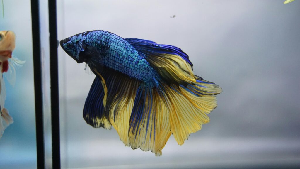 Close-up of a vibrant blue and yellow Betta fish swimming in an aquarium.