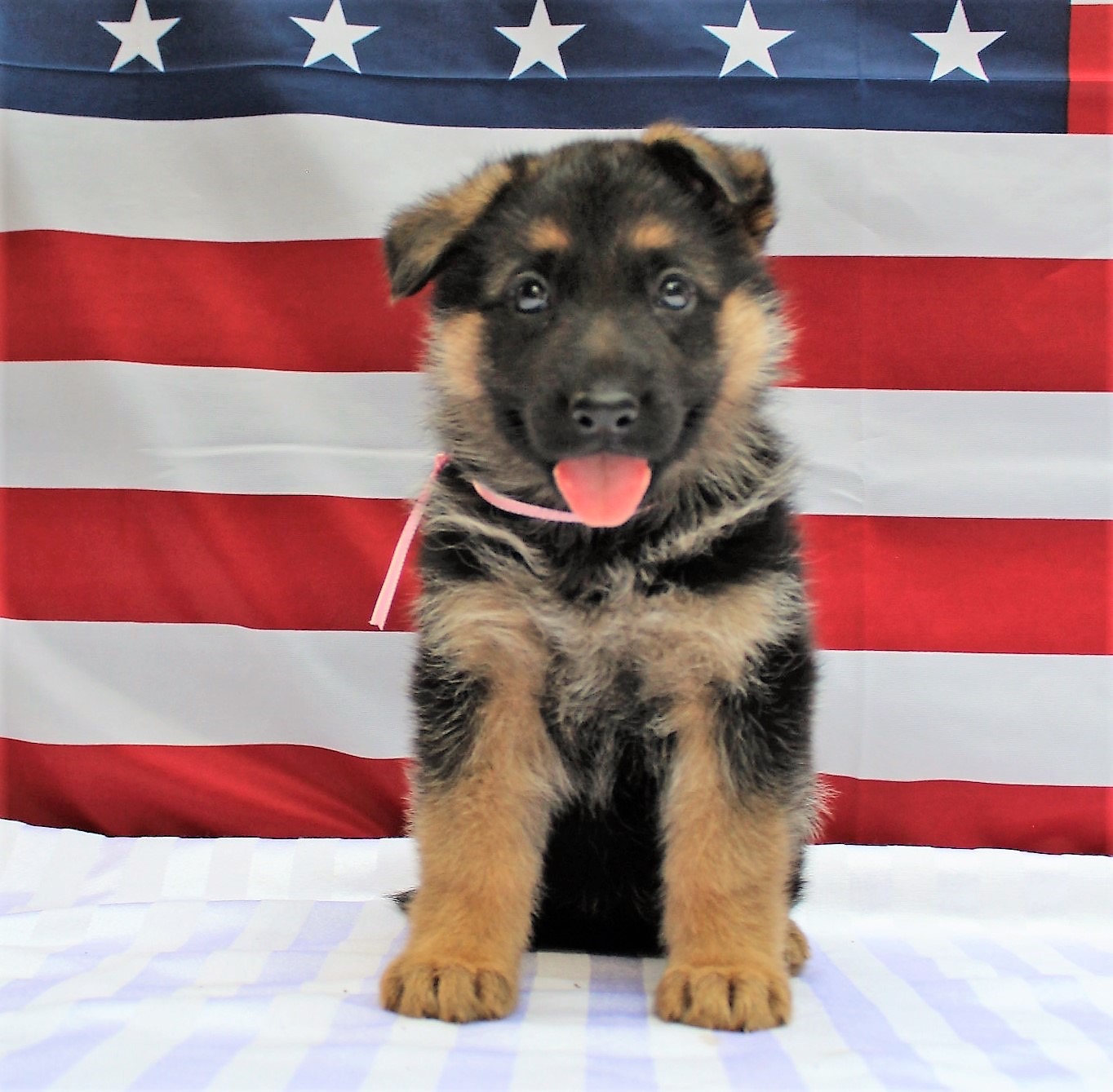 Cute german shepherd puppy with American flag in the background.